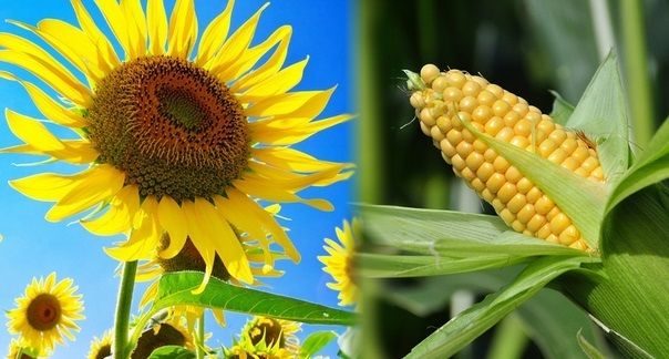 У KSG Agro завершили посів кукурудзи та соняшника