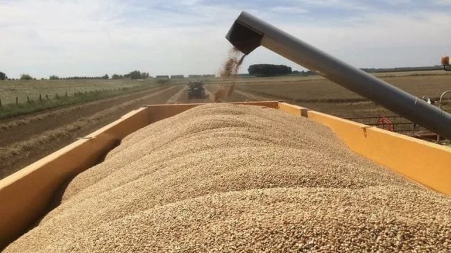 Єгипту вдалось купити пшениці у 8 разів більше, ніж планувалось