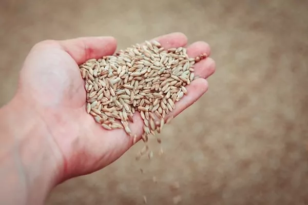 Франція очікує збільшення врожаю ячменю