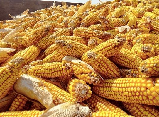Експорт українського зерна сягнув 47,8 млн тонн