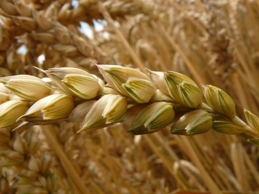 Грузия запретила экспортировать пшеницу и ячмень