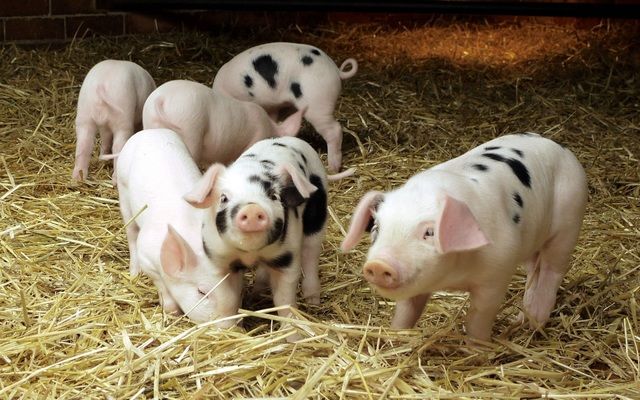 Промышленное поголовье свиней в Украине сократилось на 10%