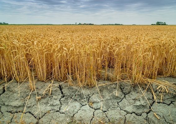 Посуха у США значно погіршує стан посівів