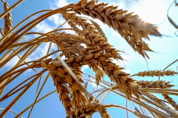Єгипет тепер планує прямі закупівлі пшениці замість тендерних