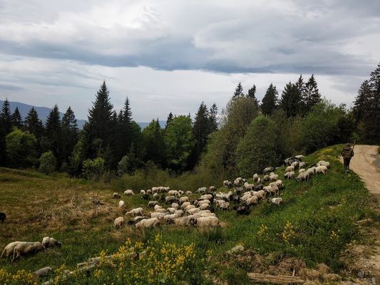 На Прикарпатті збільшуватимуть поголів'я овець