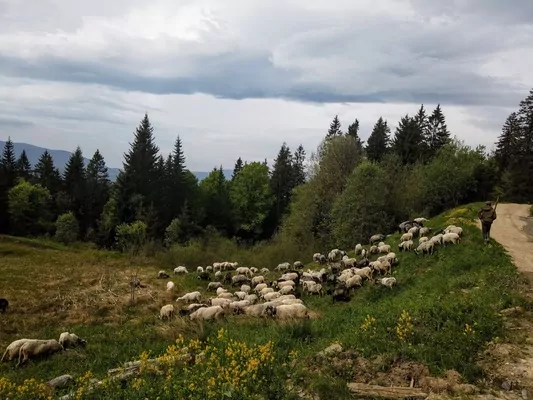 На Прикарпатье будут увеличивать поголовье овец