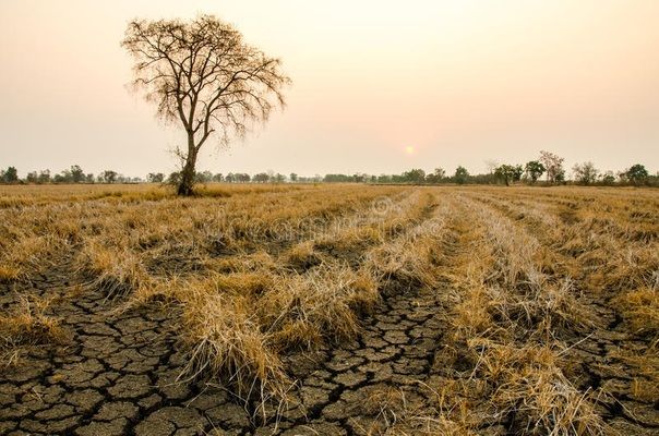 Мировая засуха приводит к быстрому росту цен на зерновые и масличные культуры
