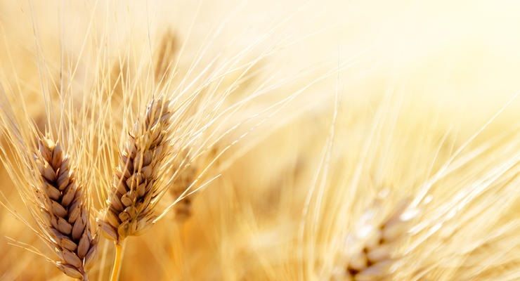 В Украине зерновые культуры убраны на 61% площадей