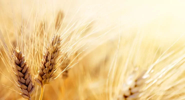 В Украине зерновые культуры убраны на 61% площадей