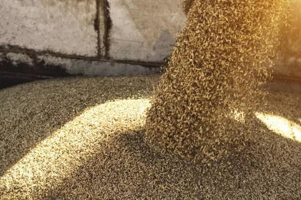 Сколько тонн составил экспорт Украиной зерна в этом году?