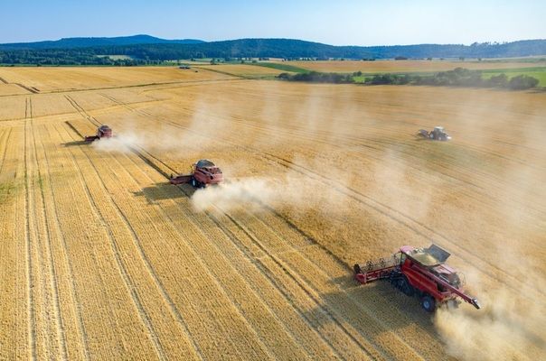 Який цьогоріч урожай зернових в Україні?