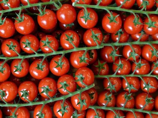 ЕС импортирует все меньше томатов из Нидерландов, меняя курс на южные страны