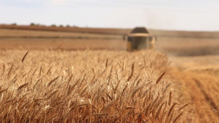 ФАО повідомляє про падіння світового виробництва зерна