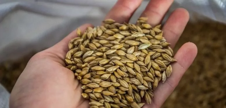 Украина в 2022/23 МГ экспортировала более 1 млн тонн ячменя 