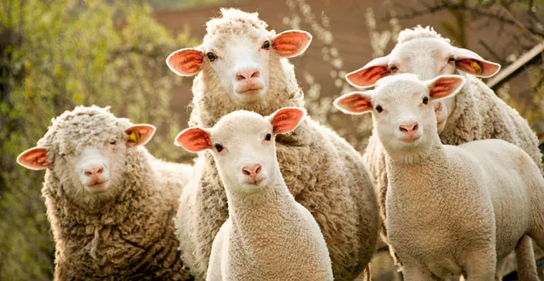 «Меринос-Захід» планує в декілька разів збільшити поголів’я овець на одній із ферм