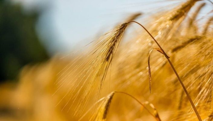 Україна працює над продовженням дії зернової угоди - Зеленський