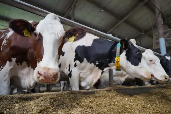Из-за российского полномасштабного вторжения в Украине уничтожено почти 20% скота
