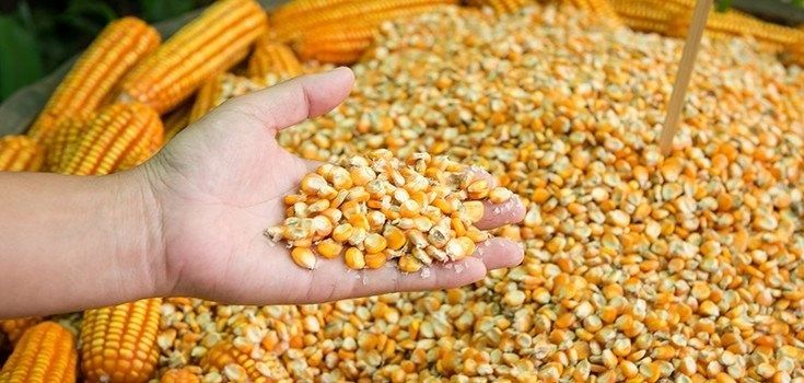 Компанія з Південної Кореї виключила українські та російські зернові з тендерів