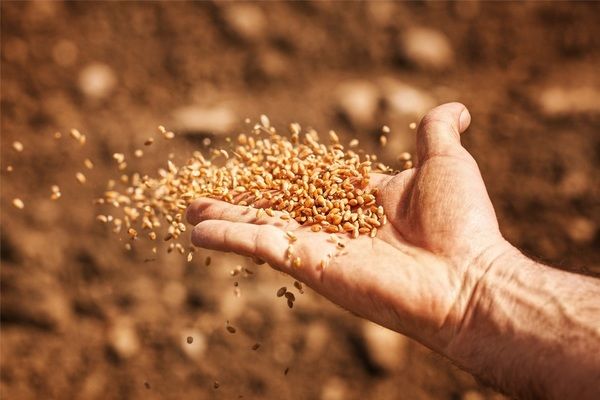 Україна увійшла в ТОП-10 виробників пшениці за 2022 рік
