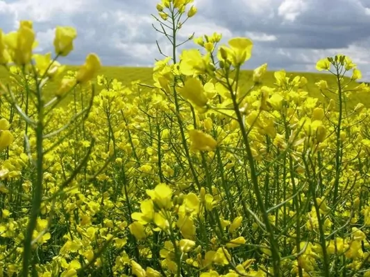 В Украине прогнозируется увеличение посевных площадей под масличными культурами