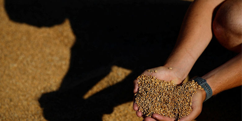 До розкрадання коштів на експорті українського зерна причетні здебільшого невеликі зернотрейдери, — УЗА