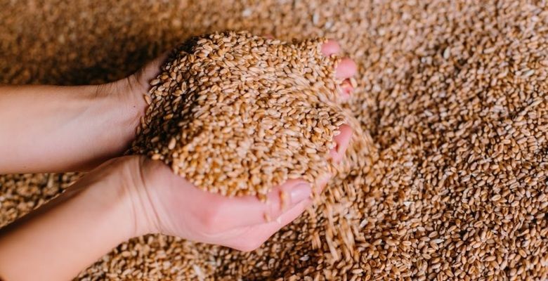 На скільки експорт українського зерна відрізняється від торішнього показника?