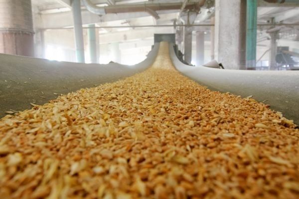 За семь месяцев сезона Украина экспортировала более 26 млн тонн зерна