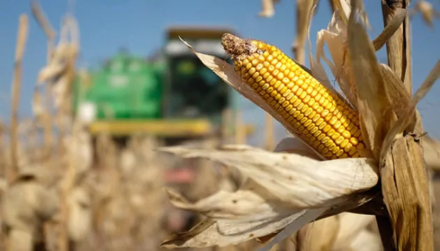 В Україні залишаються неприбраними 10% площ під кукурудзою
