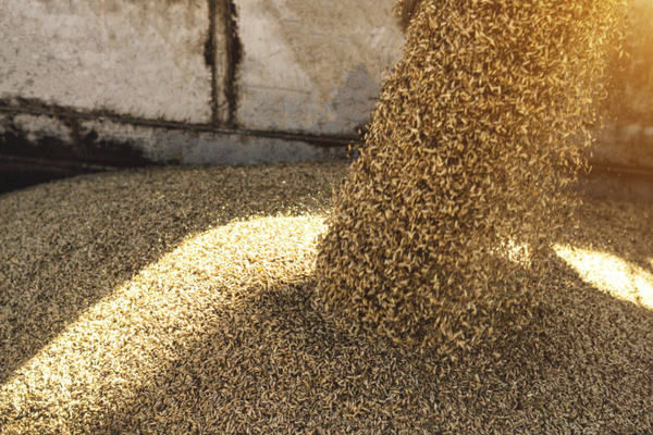 Іспанія виділить 4,4 млн євро на ініціативу Grain from Ukraine