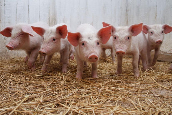 Риски распространения африканской чумы среди свиней в Украине