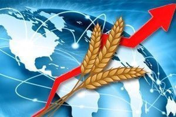 Прогноз производства зерновых в ЕС снова понижен