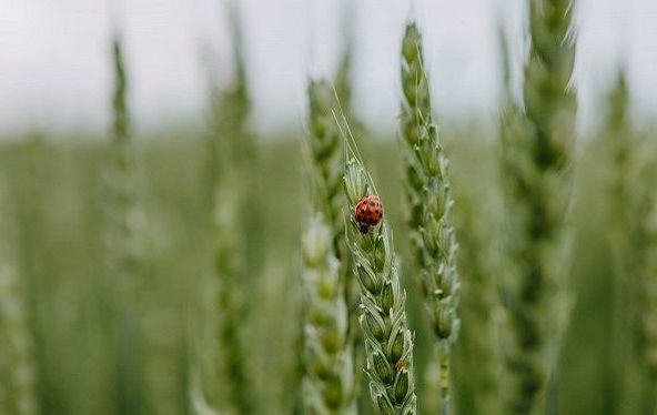Посіви ярої пшениці в США досягли 50-річного мінімуму