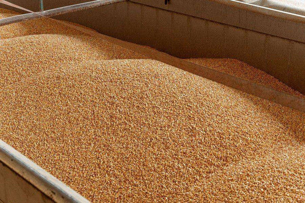 Ще одна країна заборонила експорт українського зерна