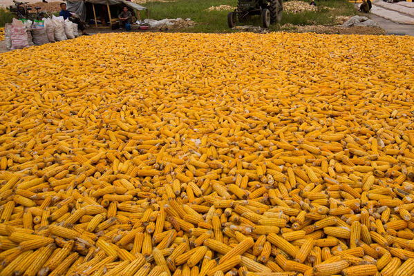 Аргентина ожидает рекордного урожая кукурузы