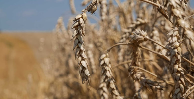 Переговоры завершены: зерновое соглашение планируют продлить