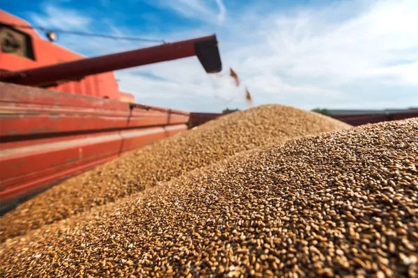 Аналитики снизили прогноз мирового урожая пшеницы