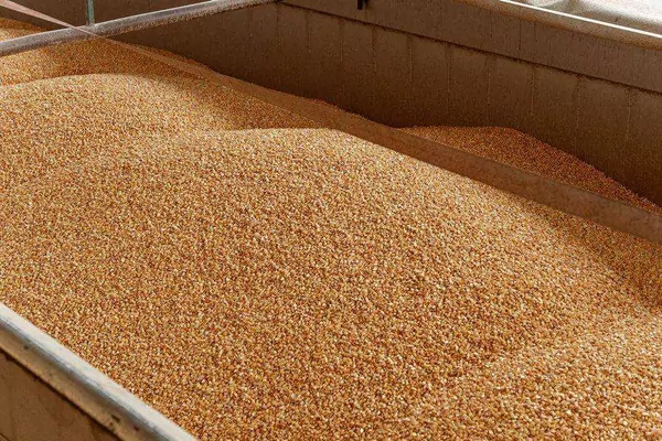 Китай отказался покупать зерно российское зерно