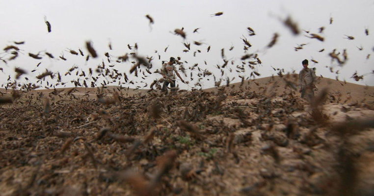 Нашестя сарани знищує пшеницю в Афганістані