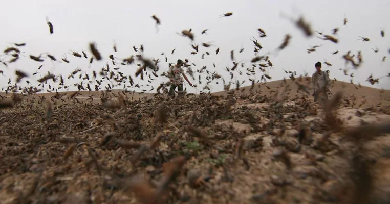 Нашествие саранчи уничтожает пшеницу в Афганистане