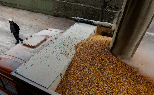 Україна не експортує до ЄС низькоякісне зерно, ця новина – фейк