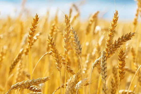 В Канаде ожидается большой урожай пшеницы