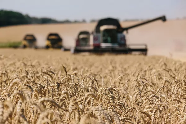 Аналитики прогнозируют рекордное производство зерна в 2023-24 МГ