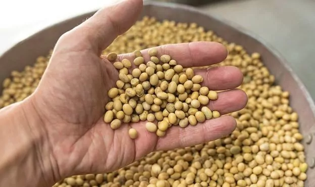 IGC очікує рекордне виробництво сої та рису