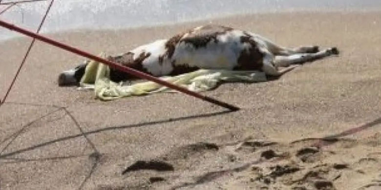 На побережьях Болгарии находят погибших коров