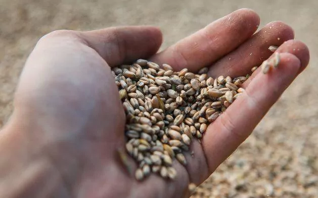 Экспорт украинского зерна превысил прошлогодний показатель