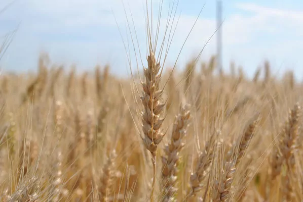 Из-за изменения мирового климата урожайность пшеницы снизится на 15%