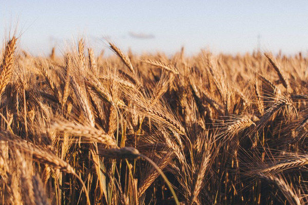 Украина в этом сезоне нарастила темпы экспорта зерновых культур