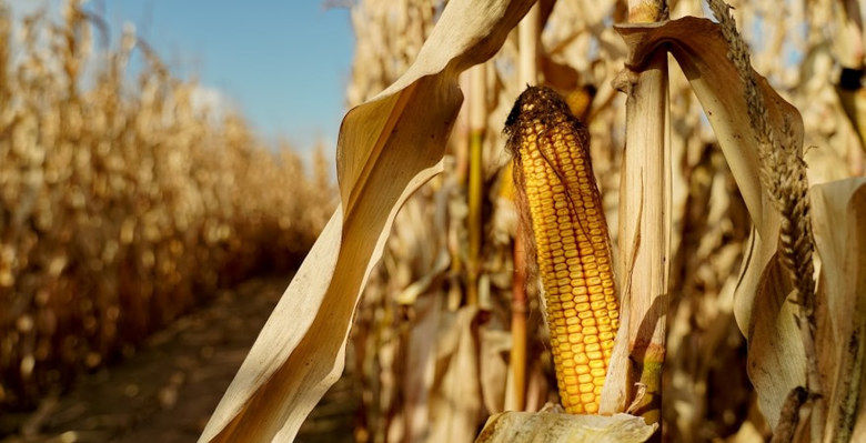 Производство кукурузы значительно упадет, — IGC