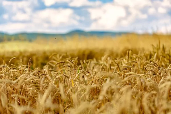 Пакистан ожидает рекордный урожай пшеницы