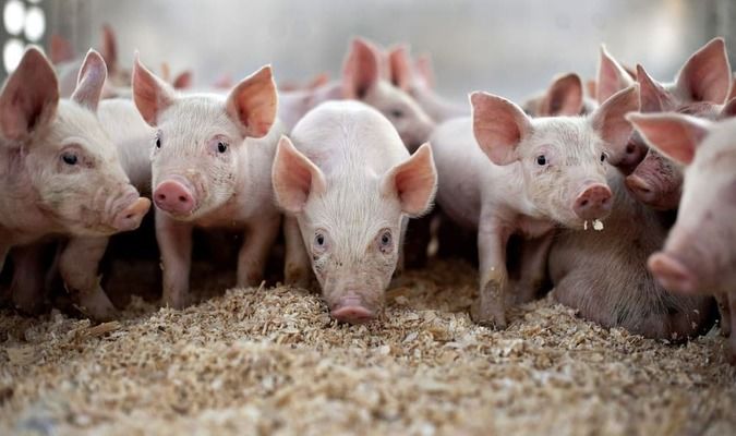 На Чернігівщині спалах Африканської чуми свиней